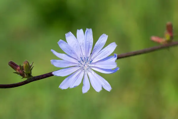 Vacker Lila Blomma Trädgården — Stockfoto