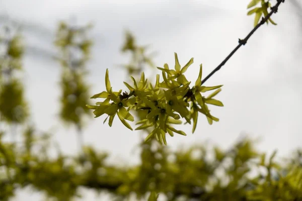 Wiosenne Drzewo Kwitnącymi Kwiatami — Zdjęcie stockowe
