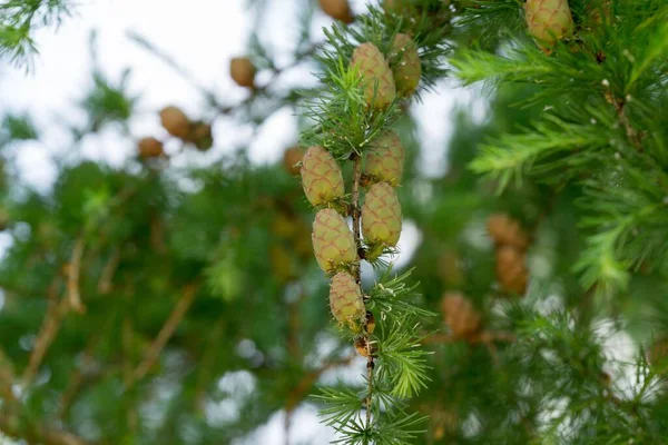 Albero Pigne Slovacchia — Foto Stock