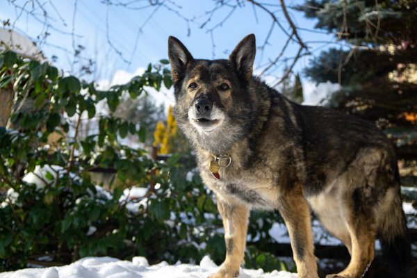 зимний пейзаж с собакой в снегу
