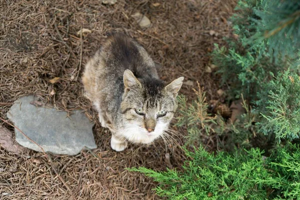 公园里的猫很可爱 — 图库照片