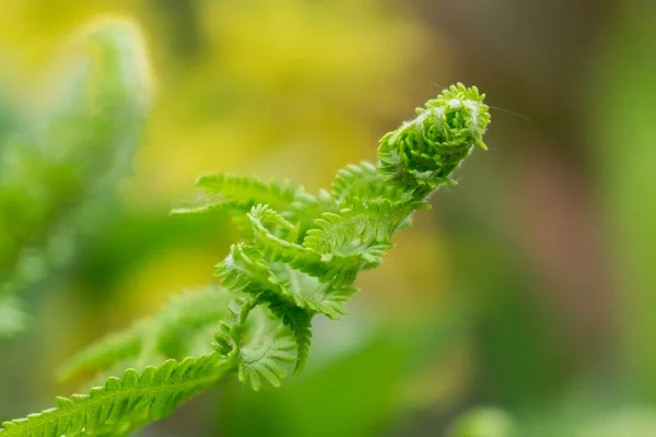 Krásná Zelená Fern Slovensko — Stock fotografie