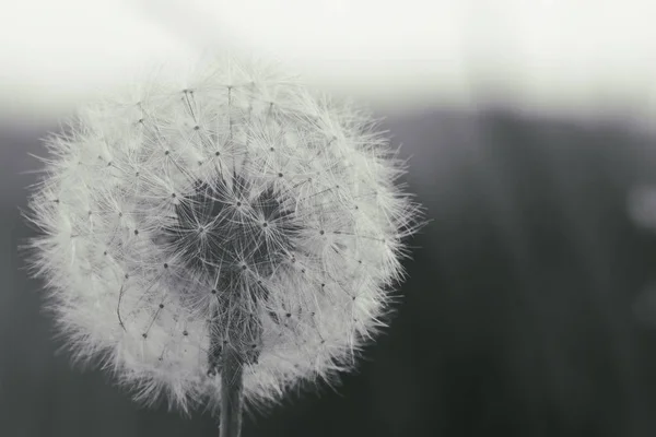 Piękny Dandelion Słowacji Zachodzie Słońca — Zdjęcie stockowe