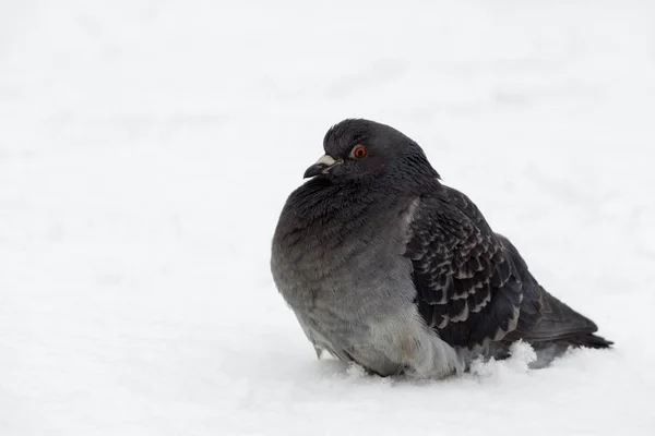 Pigeon Bird Snow Slovakia — Stock Photo, Image