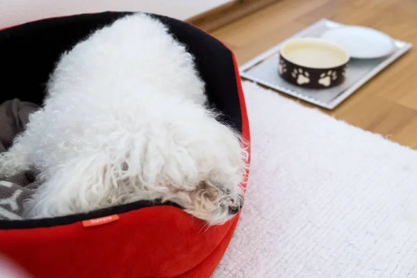 Beyaz Küçük Köpeğin Portresi Ininde Uyuyor — Stok fotoğraf