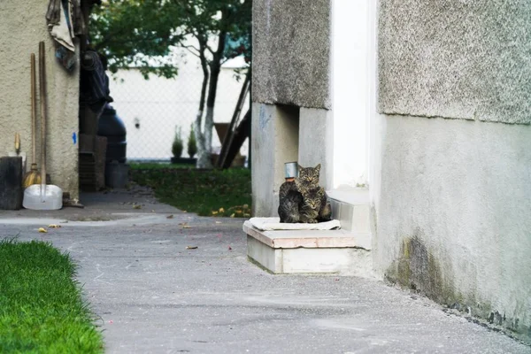 Lindo Gatos Aire Libre Parque — Foto de Stock