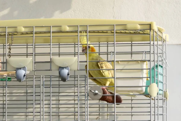 Cockatiel bird in the cage. Slovakia