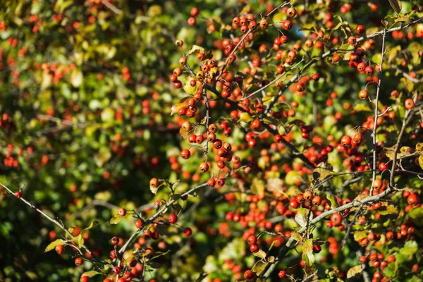 Träd Och Stigar Skogen Slovakien — Stockfoto