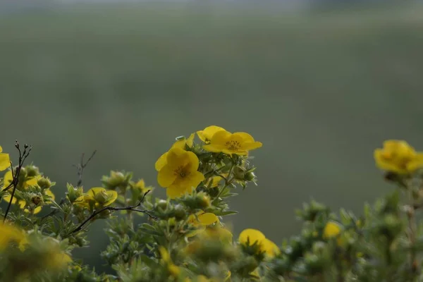 Žluté Květy Zavřít Záběr — Stock fotografie