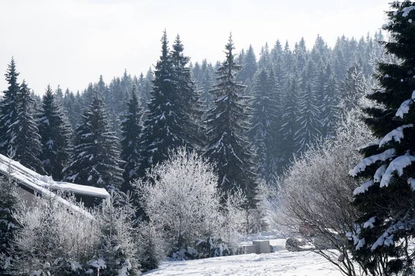Przyroda Pokryta Śniegiem Zimą Słowacja — Zdjęcie stockowe