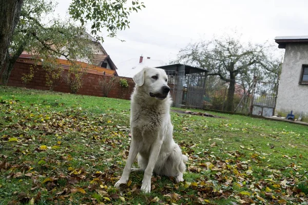 Carino Labrador All Aperto Nel Parco — Foto Stock