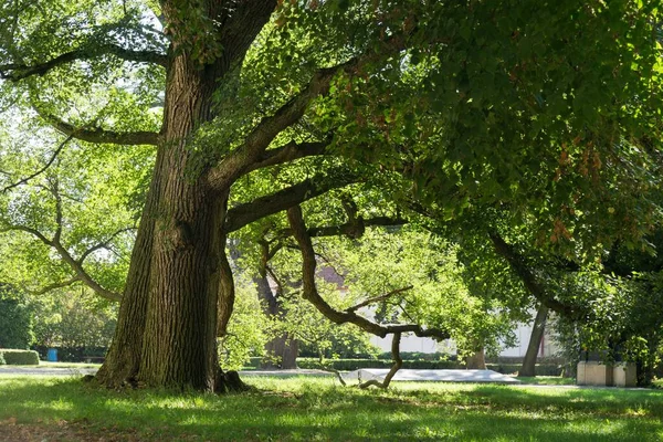 Groene Bomen Prachtig Park — Stockfoto