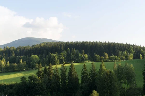 Bäume Und Wege Wald Slowakei — Stockfoto