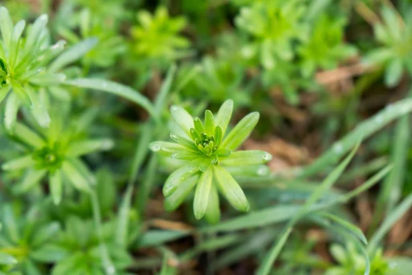 Lussureggiante Pianta Verde Primo Piano Colpo — Foto Stock