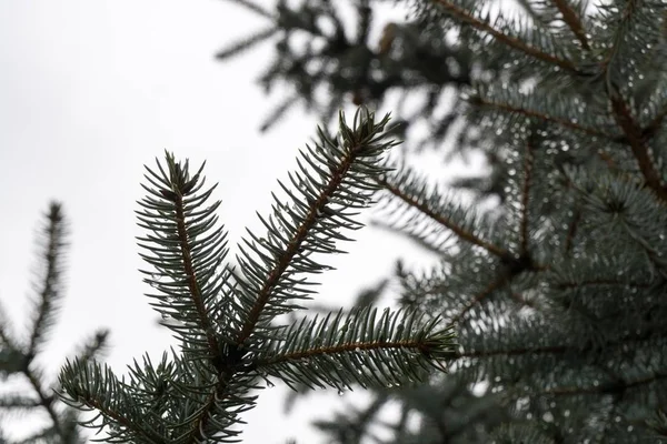 Dennenboom Tak Met Waterdruppels Bewolkte Lucht — Stockfoto