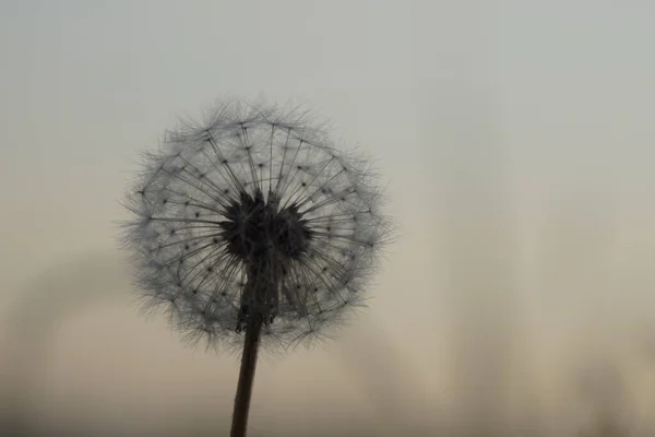 Piękny Dandelion Słowacji Zachodzie Słońca — Zdjęcie stockowe