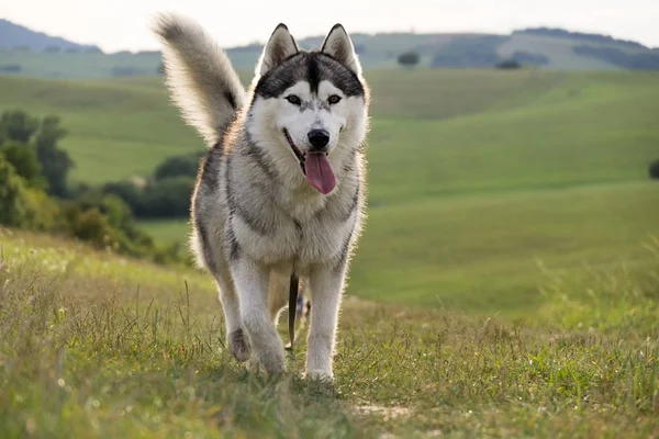 Sibirya köpeği çayırda. Slovakya
