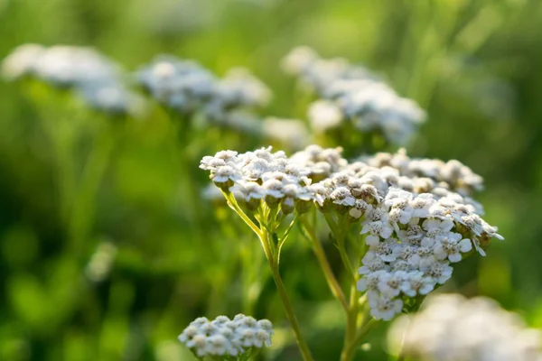 Hermosas Flores Primavera Jardín — Foto de Stock