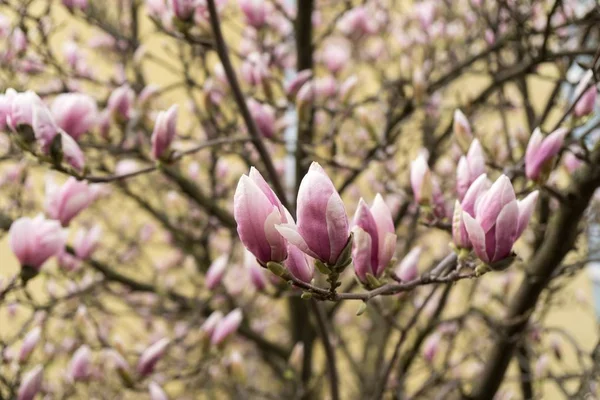 Árvore Primavera Com Flores Florescentes — Fotografia de Stock