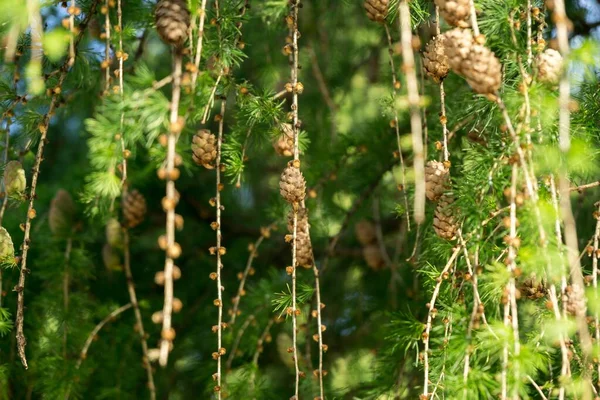 Lush Green Pine Branches Cones — Stock Photo, Image