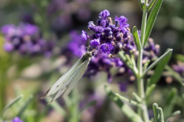 Botón Sobre Flor Lavanda Países Bajos —  Fotos de Stock