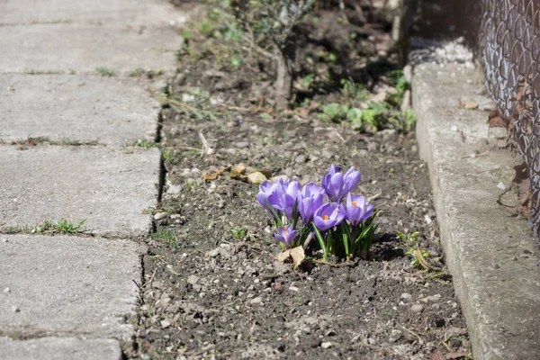 Nära Upp Skott Vackra Blommor — Stockfoto