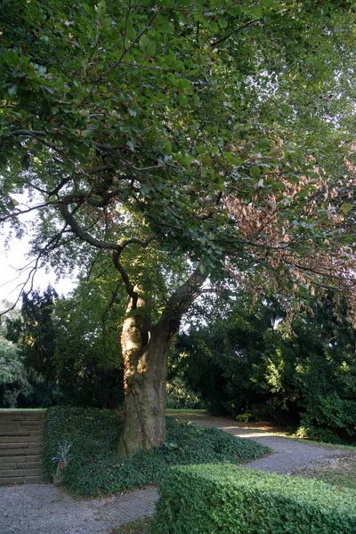 Árboles Verdes Hermoso Parque — Foto de Stock