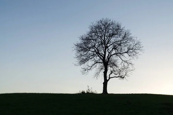Güzel Yalnız Ağaç Gün Batımında — Stok fotoğraf