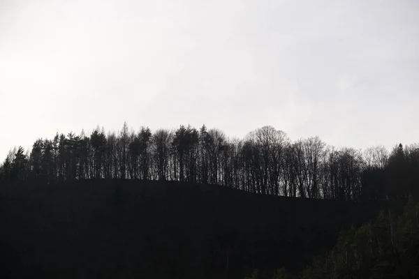 森林中的树木和小径 斯洛伐克 — 图库照片