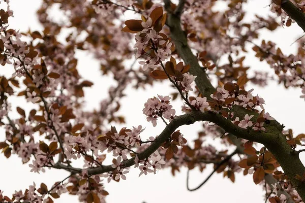 Árvore Primavera Com Flores Florescentes — Fotografia de Stock