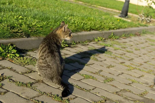 公園のグレーの子猫の屋外 — ストック写真