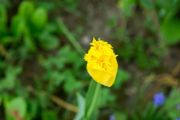 Belles Fleurs Plan Rapproché — Photo