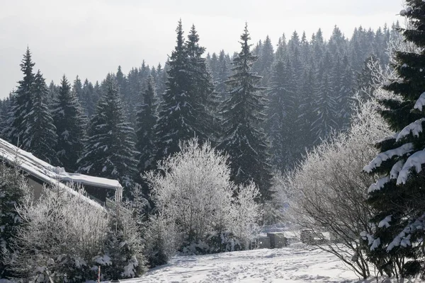 Natur Täckt Snö Vintern Slovakien — Stockfoto