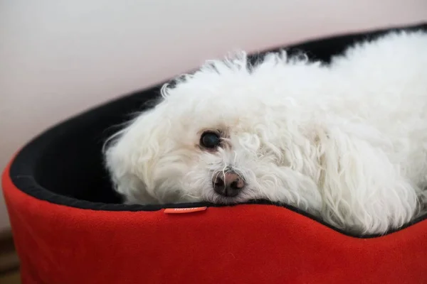 Ritratto Piccolo Cane Bianco Che Dorme Sul Covo — Foto Stock