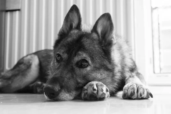 Cão Pastor Alemão Fechar Tiro — Fotografia de Stock