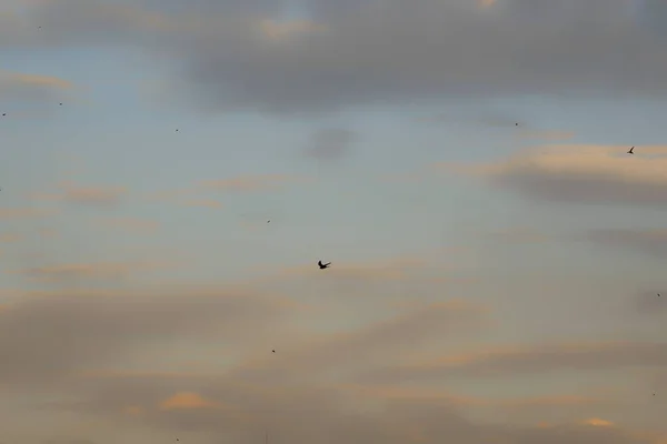 Pták Letící Oblačné Obloze Západu Slunce — Stock fotografie