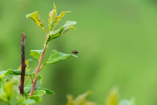 Voler Sur Les Feuilles Vertes Luxuriantes Arbre Plan Rapproché — Photo