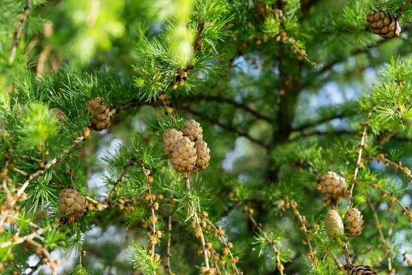 Dennenappels Boom Slowakije — Stockfoto