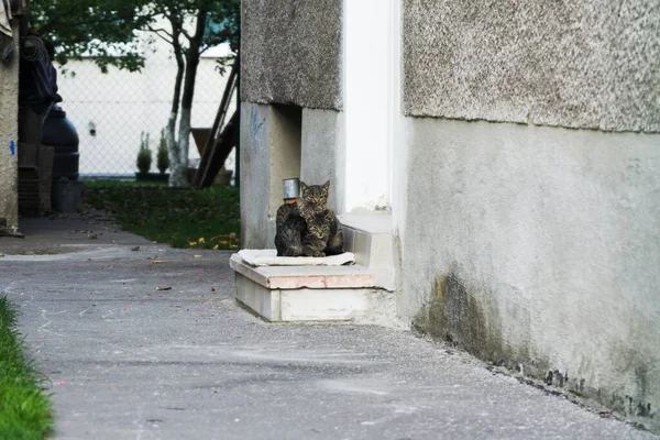 公園のかわいい猫の屋外 — ストック写真