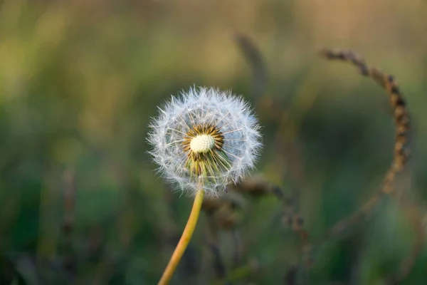 White Dandelion Green Meadow Close Shot — Stock Photo, Image