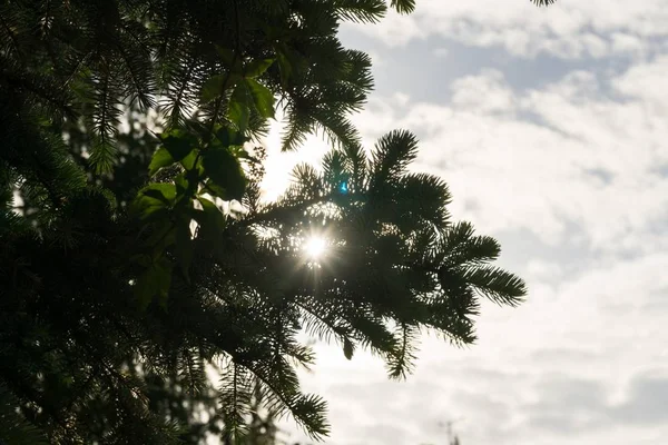 青空の緑豊かな松の木の枝 — ストック写真