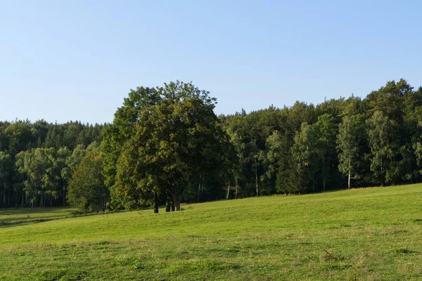 Bäume Und Wege Wald Slowakei — Stockfoto