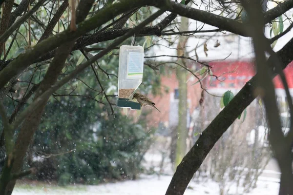 Fågel Fågelmatare Snöfall Vintern Slovakien — Stockfoto