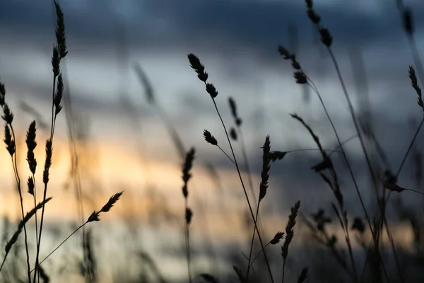 Piante Verdi Sul Prato Slovacchia — Foto Stock