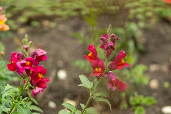 Flores Bonitas Jardim Close Tiro — Fotografia de Stock