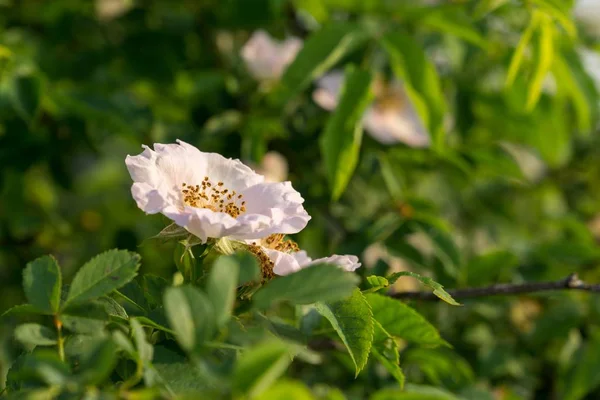 Beautiful Flowers Slovakia Background Close — Stock Photo, Image