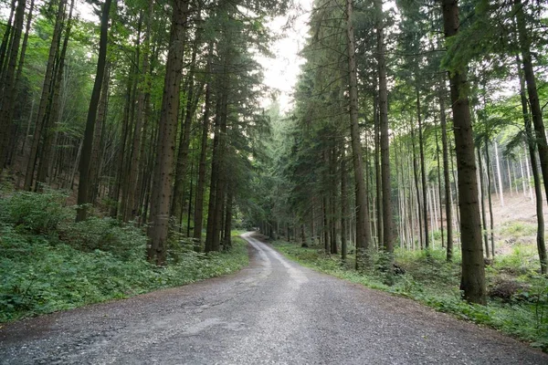 Árboles Otoño Bosque Eslovaquia —  Fotos de Stock