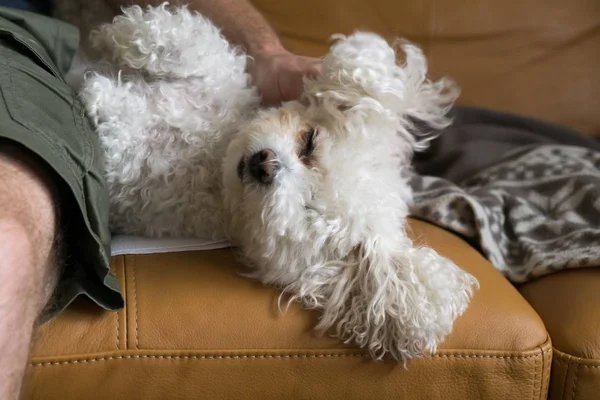 Retrato Perro Pequeño Blanco Casa —  Fotos de Stock