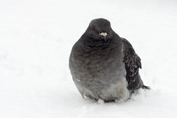 Pigeon Bird Snow Slovakia — Stock Photo, Image