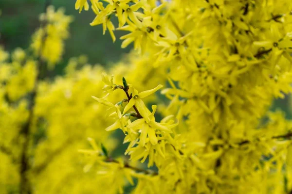 Frühlingsbaum Mit Blühenden Blumen — Stockfoto